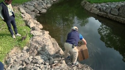 A Duck Oak Hill Odyssey: Saving a Mother's Ducklings